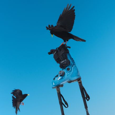 Un choucas perché sur une chaussure de ski bleue et des bâtons, l'autre oiseau en vol, sous un ciel bleu vif.